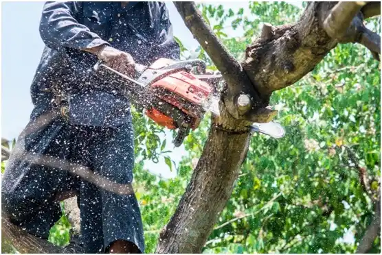 tree services Pittsville